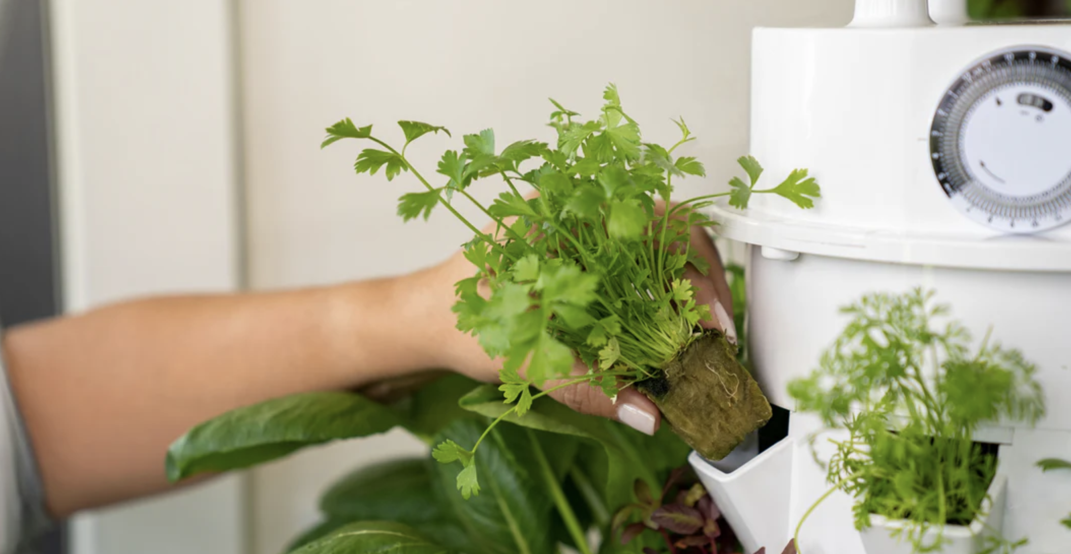 How (and When) to Harvest